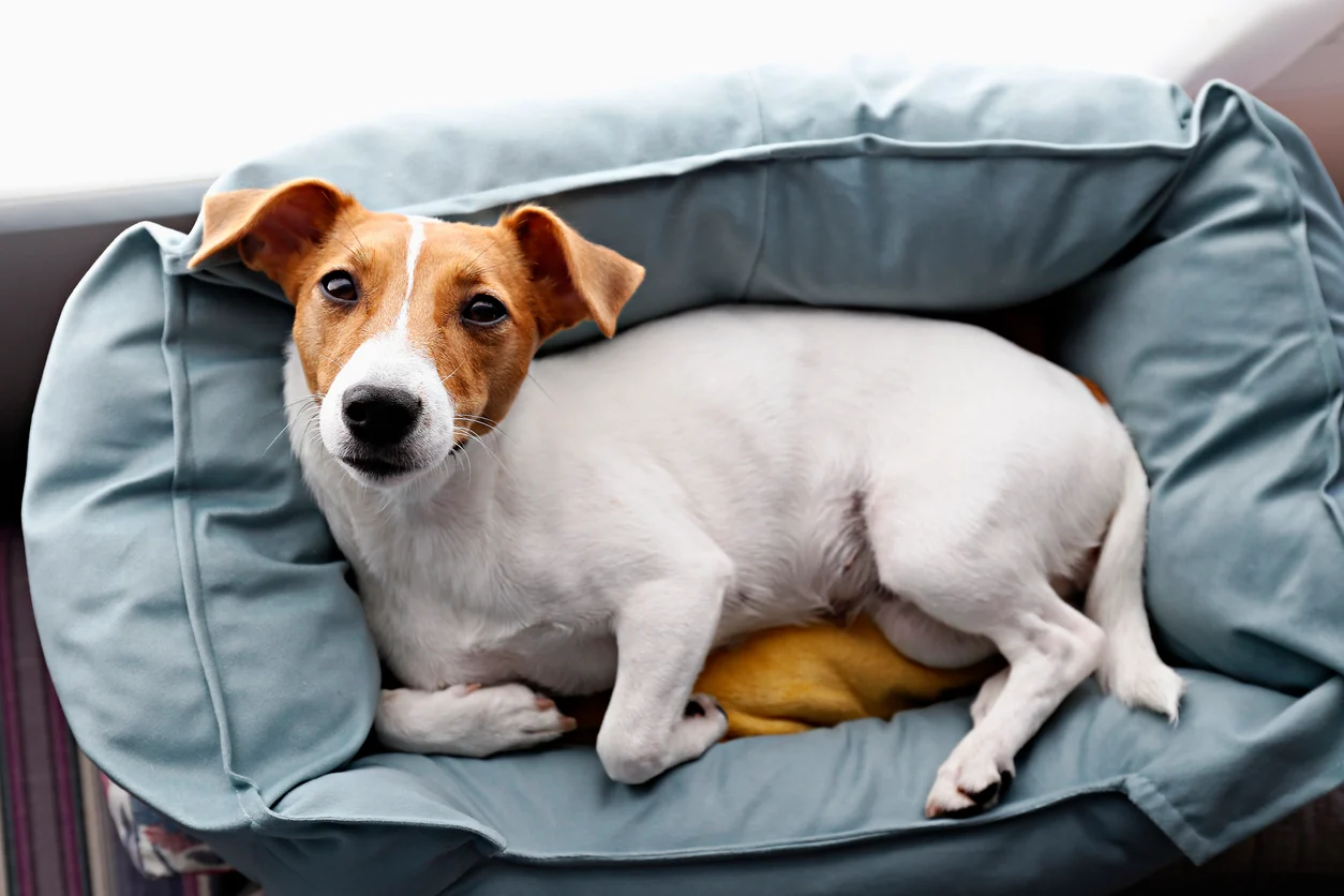 Dog Lying On Its Deathbed