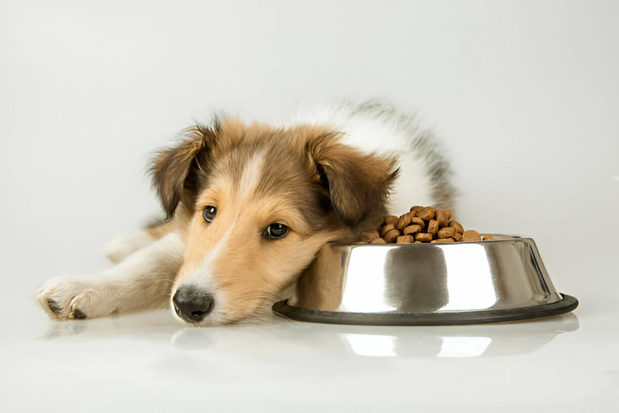 Dog Not Eating, Staring.