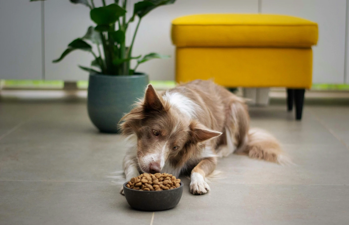 Dog Not Eating