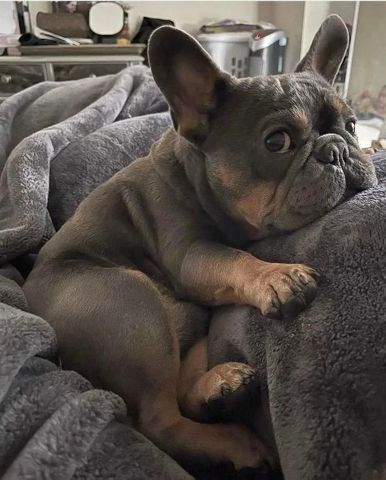 Leaving a Puppy Alone at Home for the First Time 4 French Bulldog~1