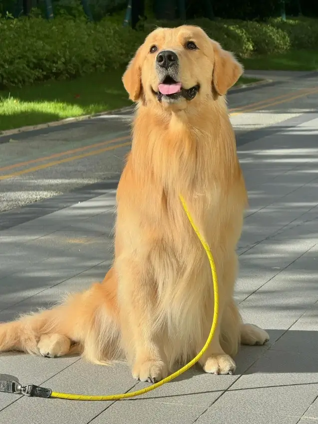Golden Retriever Golden Retriever