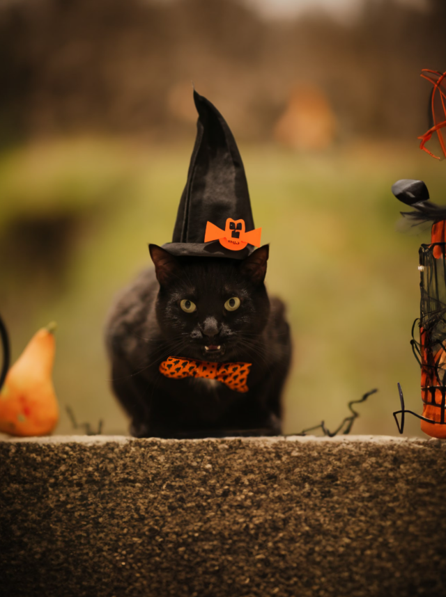 Hallowen Cat