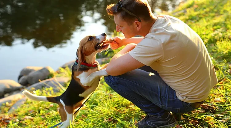 How To Choose Your First Dog Breed？