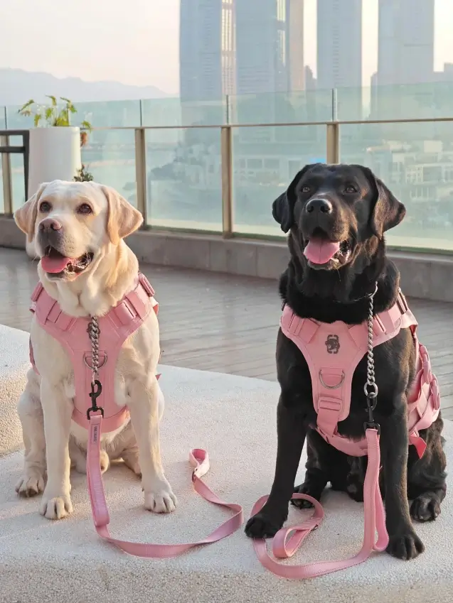The 5 Best Dog Breeds for First-Time Owners 4 Labrador Retriever