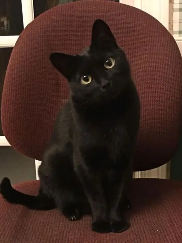 Most Popular Cat Breeds Bombay Cat 600x800