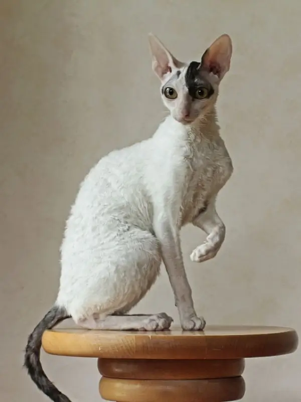 Most Popular Cat Breeds Cornish Rex 600x800