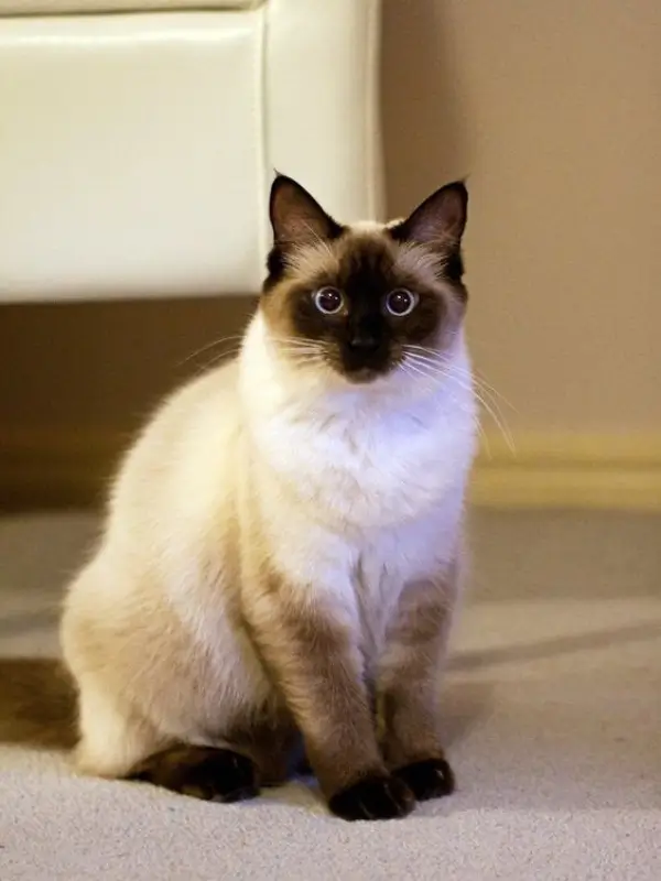 Most Popular Cat Breeds Himalayan 600x800