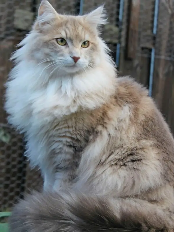 Most Popular Cat Breeds Maine Coon 600x800
