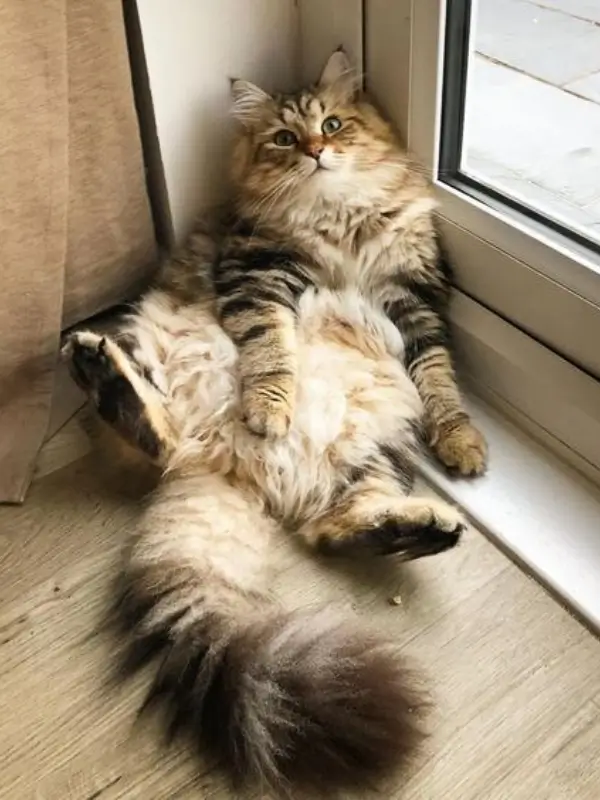 Most Popular Cat Breeds Norwegian Forest Cat 600x800