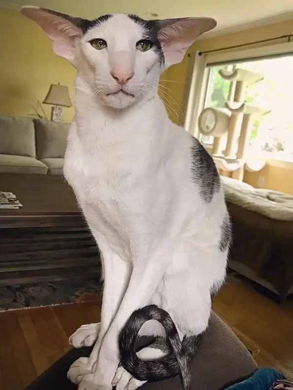 Most Popular Cat Breeds Oriental Shorthair 600x800