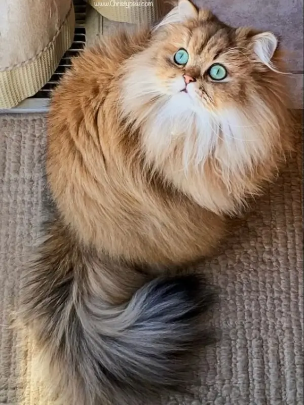 Most Popular Cat Breeds Persian 600x800