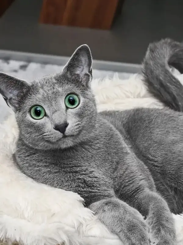 Most Popular Cat Breeds Russian Blue 600x800