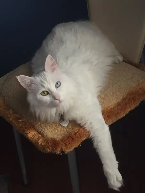 Most Popular Cat Breeds Turkish Van 600x800