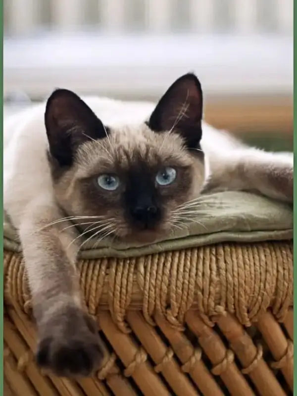 Most Popular Cat Breeds Balinese Cat 600x800