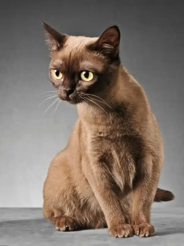 Most Popular Cat Breeds Burmese Cat6x 600x800