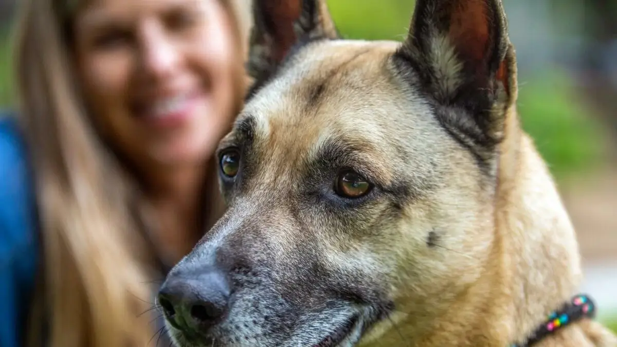 Protect Yourself And Your Dog