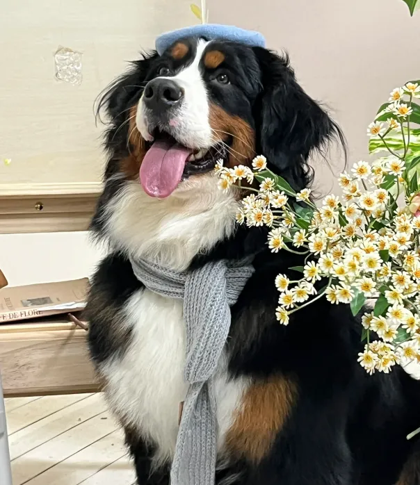 What Dog Breed Should I Get? The Complete Dog Breeds A–Z Guide 22 Saint Bernard