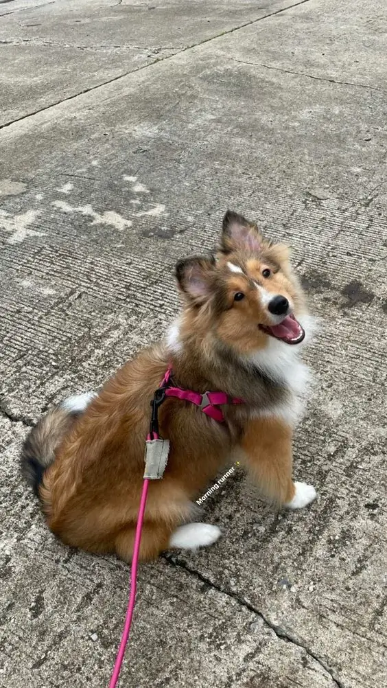 What Dog Breed Should I Get? The Complete Dog Breeds A–Z Guide 21 Shetland Sheepdog~1