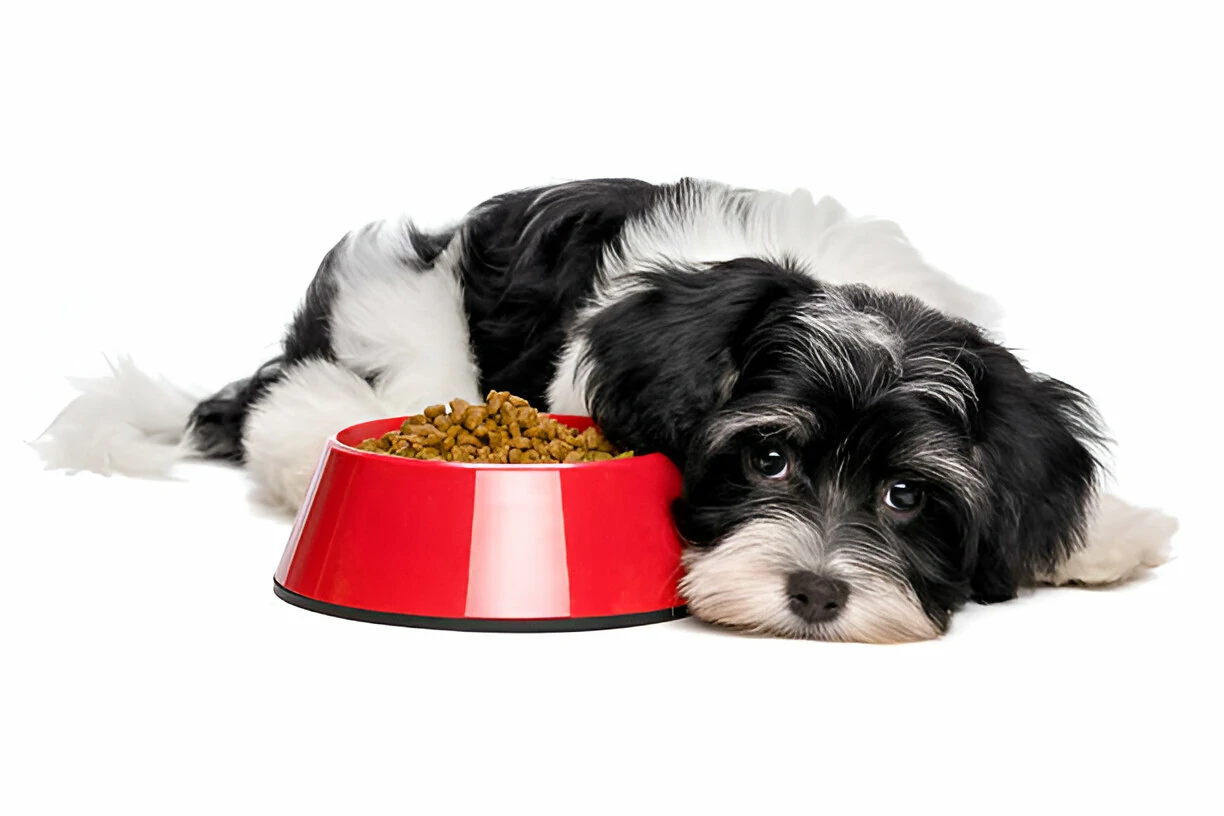 The Dog Won't Eat.
