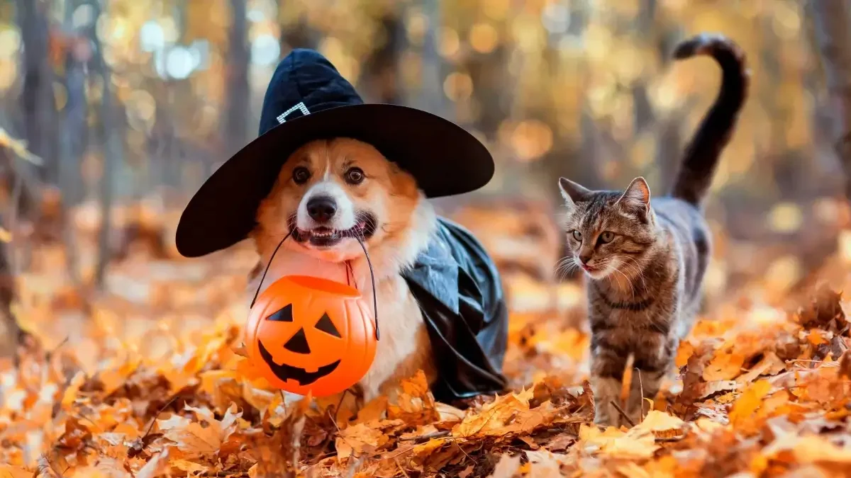 Pet halloween outfits: Celebrate Safely 1 Pet halloween outfits: Celebrate Safely