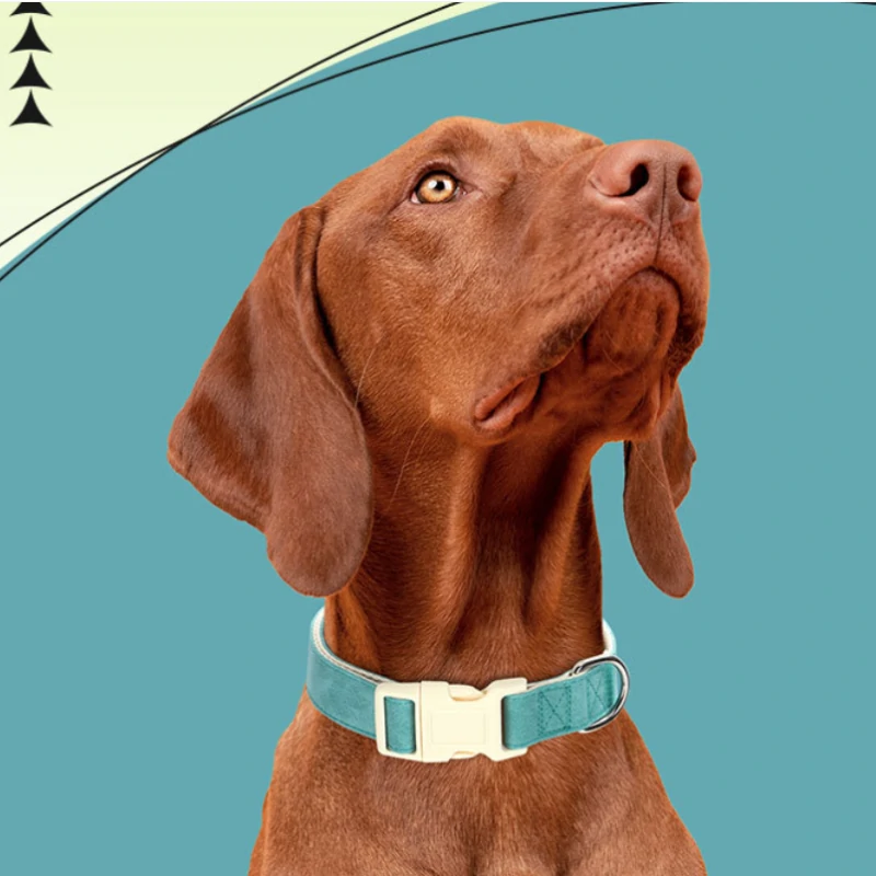 Leather Dog Collars (4)