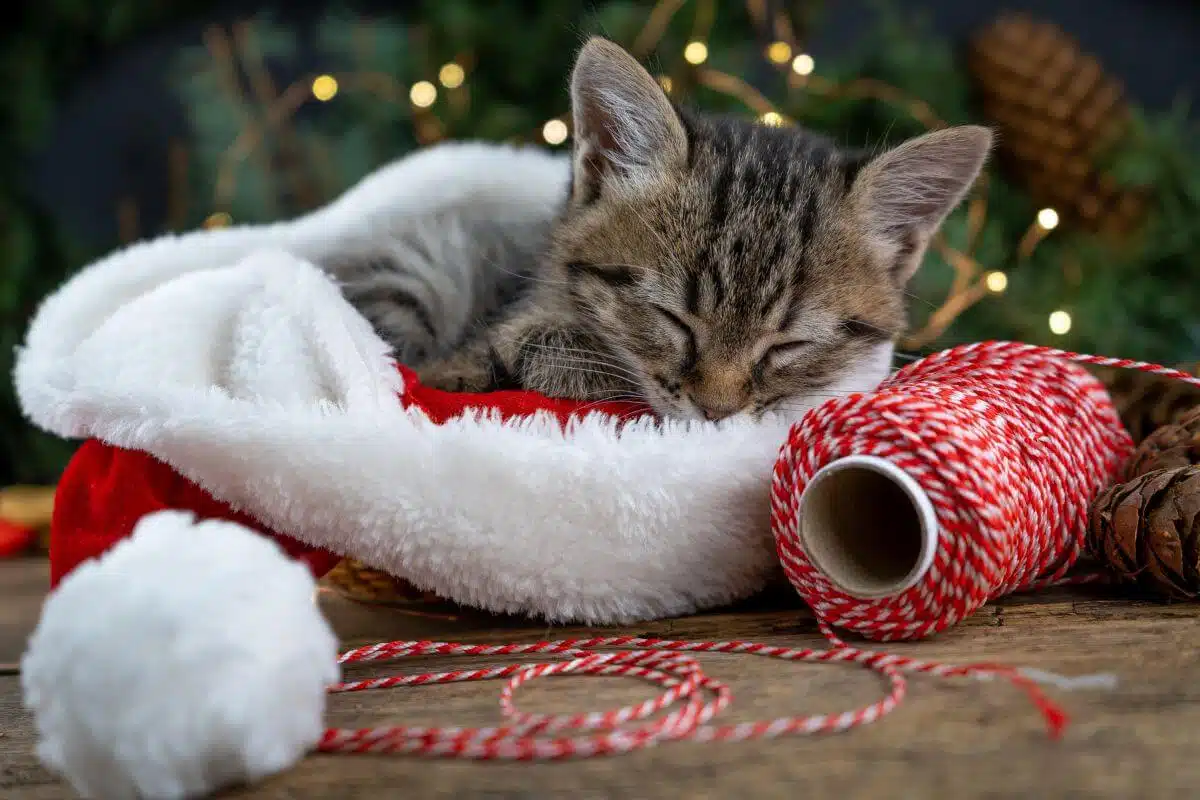 Cat Lover Christmas Ornament
