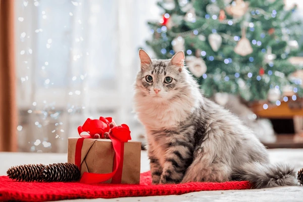 Cute Black Cat Ornament