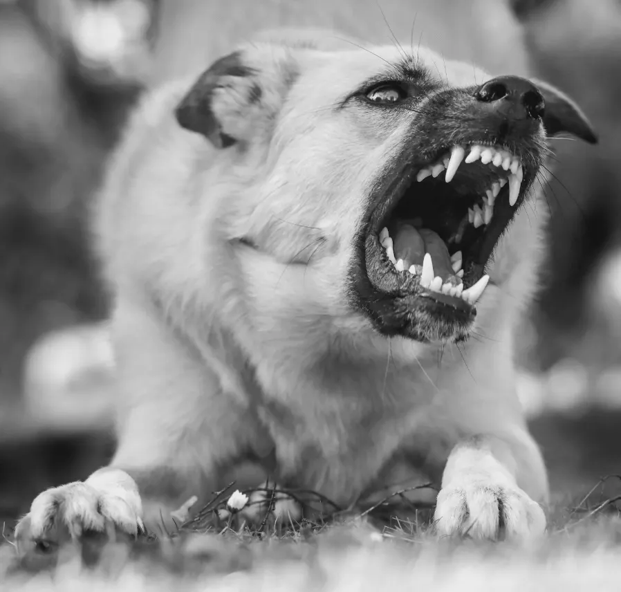 Dog Obedience Training To Transform Your Pet’s Behavior 3 Dog Barking