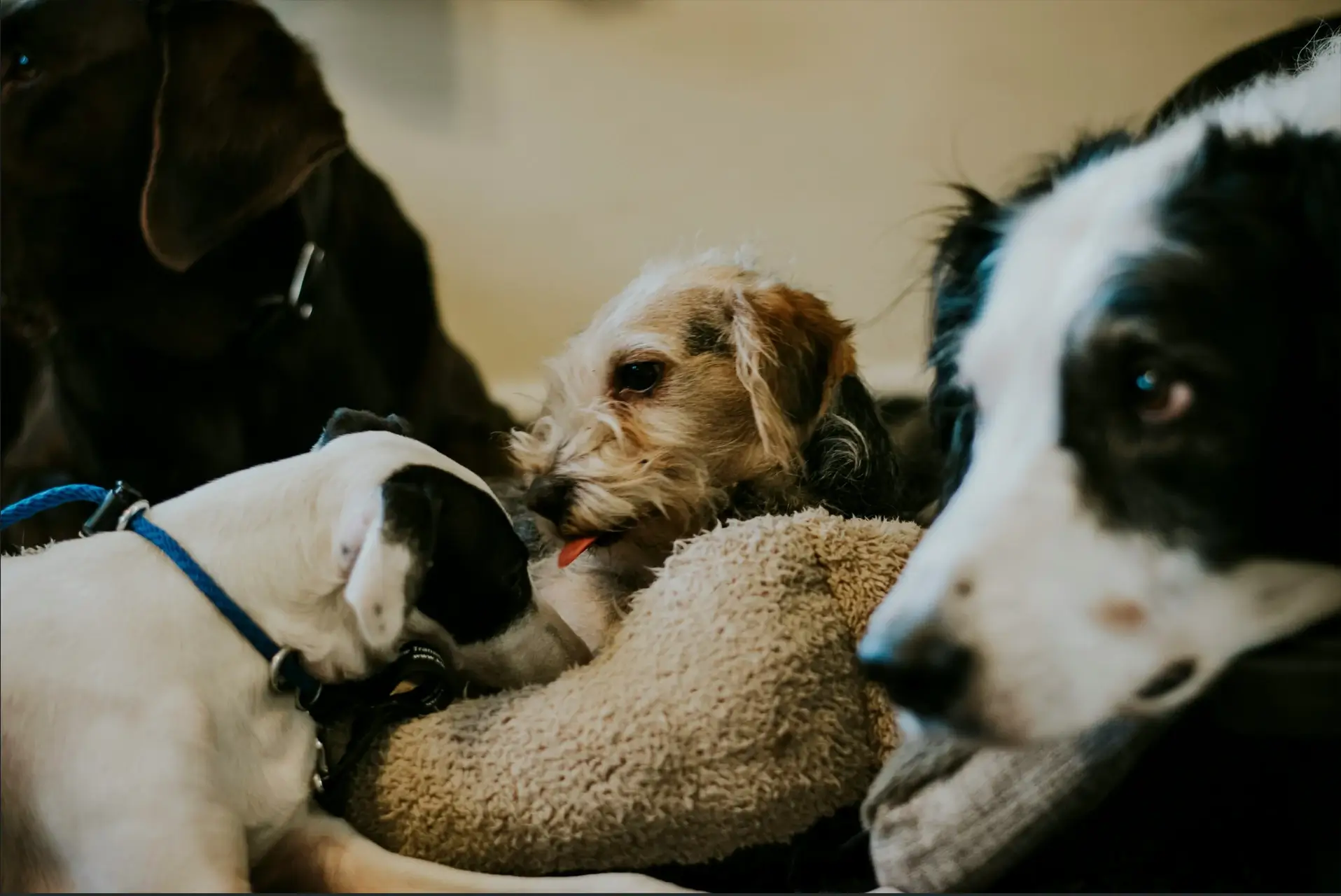 What Dog Breed Should I Get? The Complete Dog Breeds A–Z Guide 2 Dog Breeds (2)