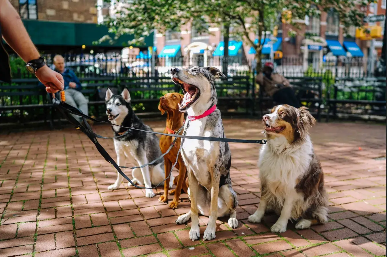 What Dog Breed Should I Get? The Complete Dog Breeds A–Z Guide 3 dog breeds A–Z