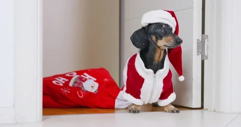 Dog Christmas Clothes