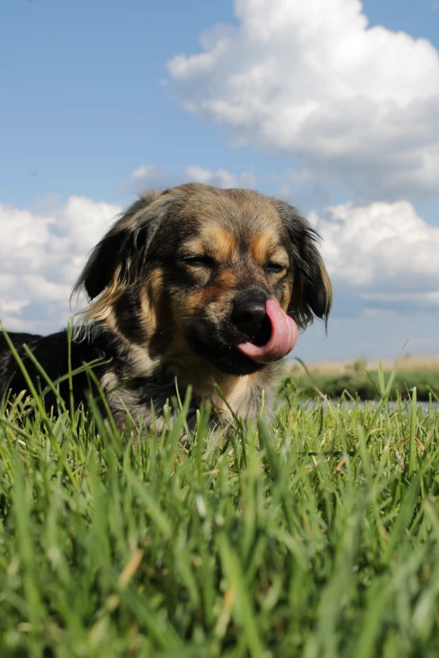 Why Does My Dog Keep Sneezing?— Causes, Solutions & When to See a Vet 4 Dog Constantly Sneezing