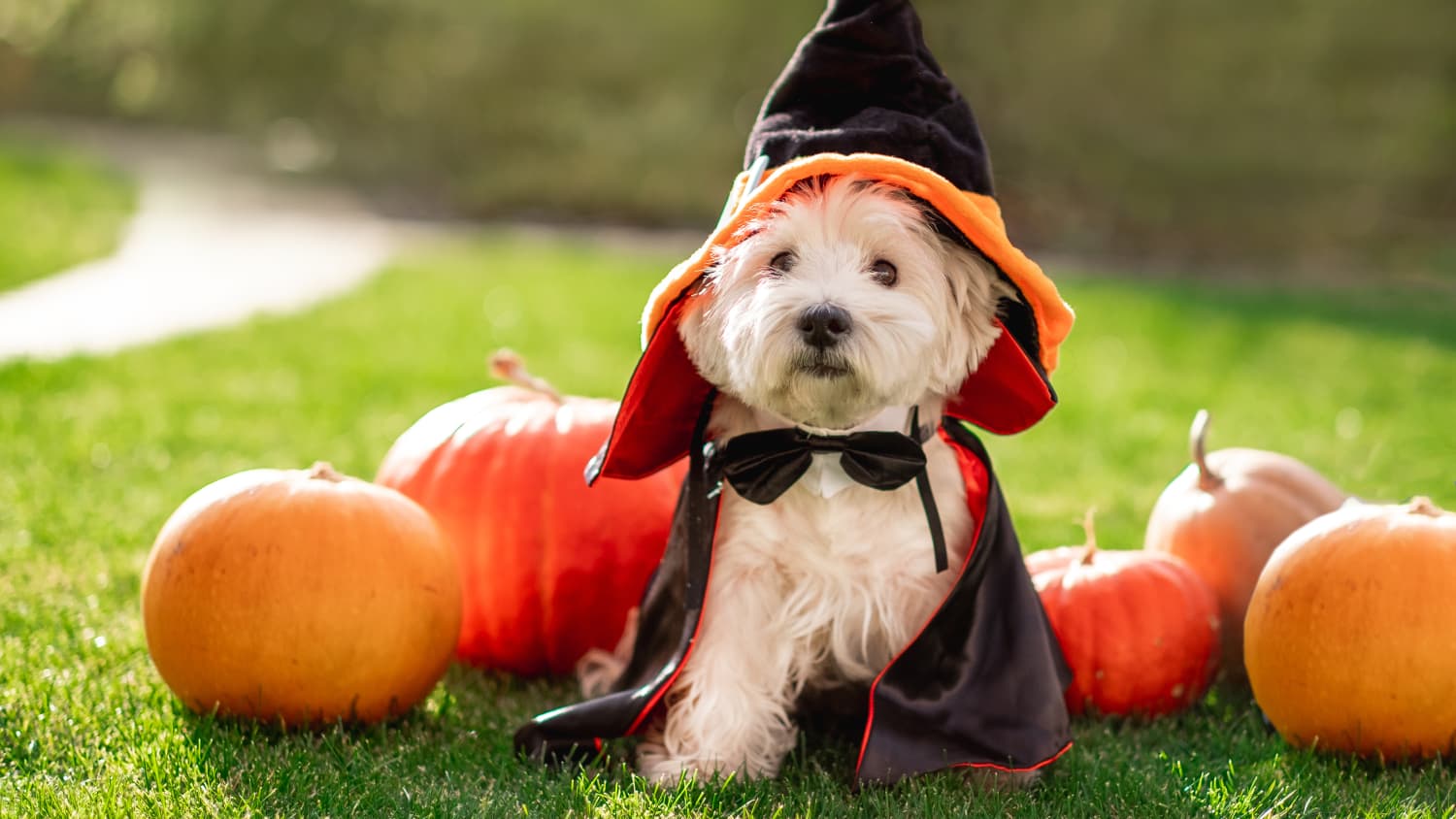 Dog Halloween Costumes