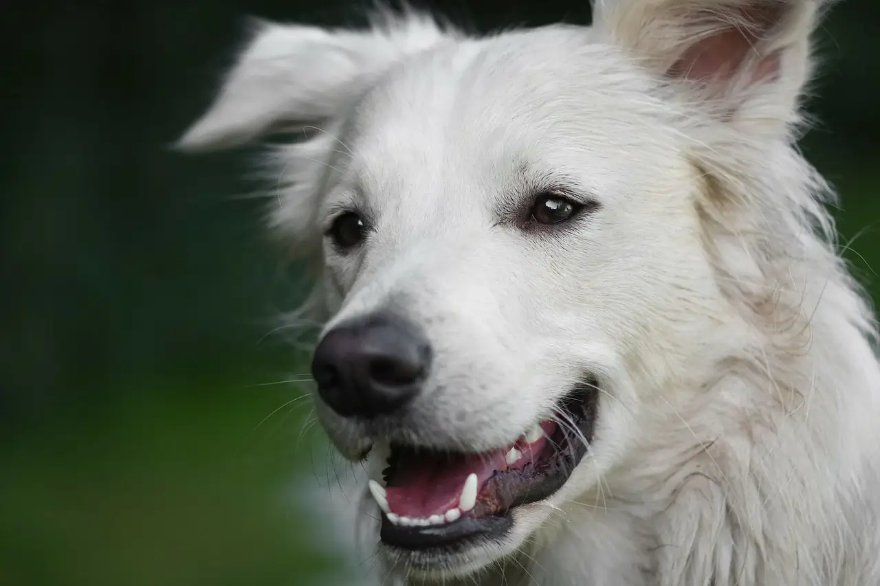 Why Do Dogs Sigh? 6 Proven Reasons Why 5 Dog Keeps Sighing So Much