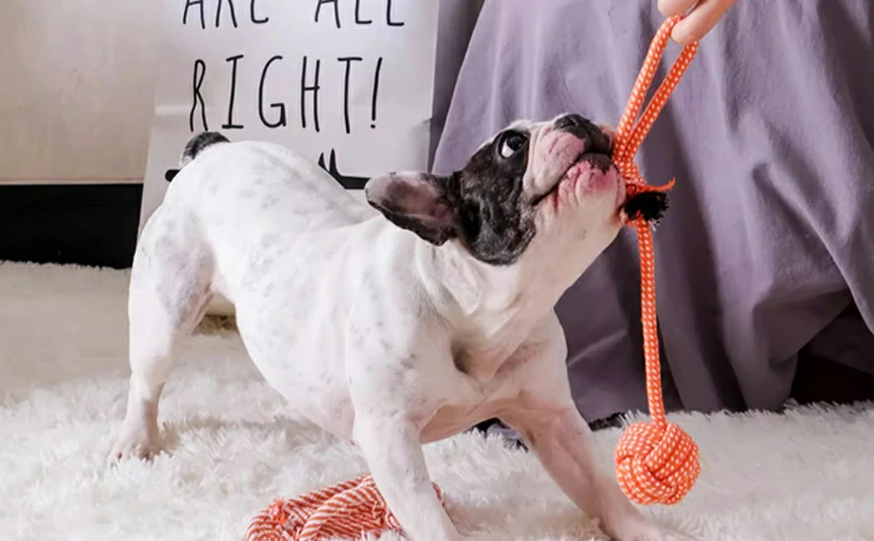 Dog Toys For Small Dogs