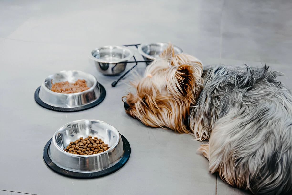 Dog Won't Eat