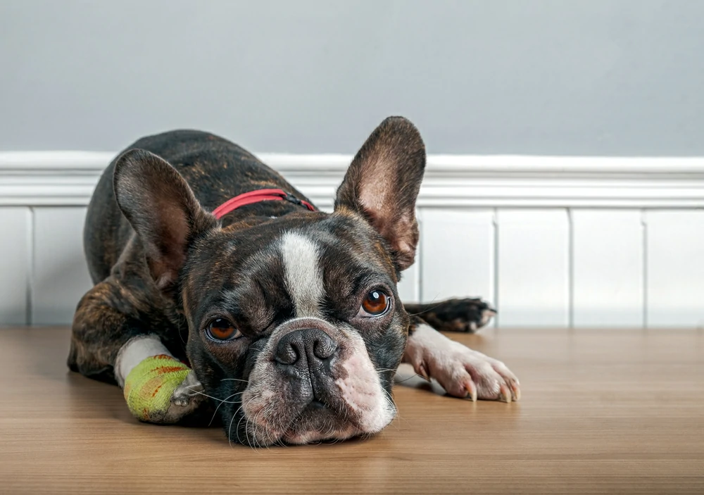 Dying Dog Signs