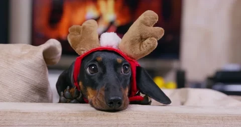 Festive Dog Apparel