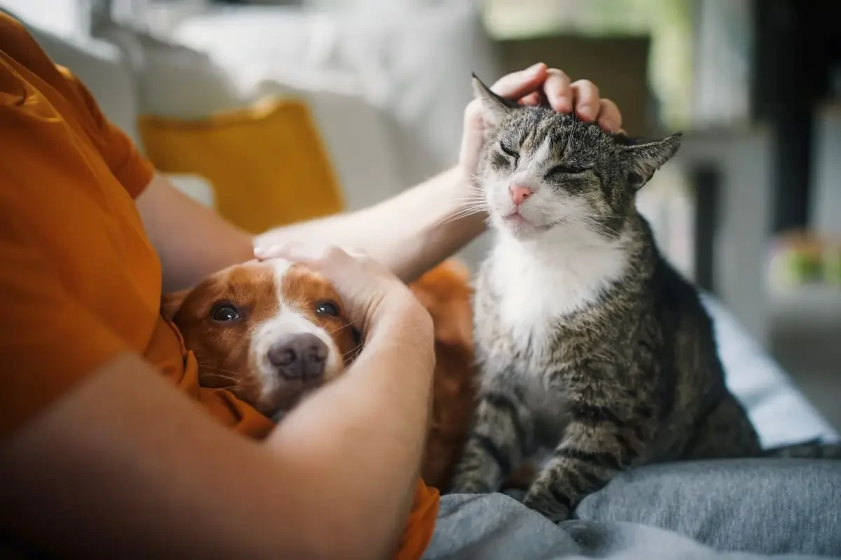 Grieving A Dog