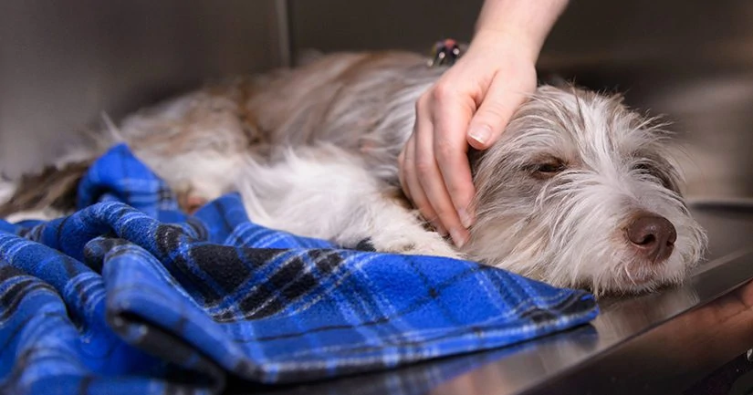 Grieving A Pet
