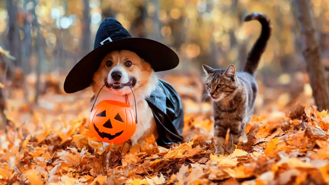 Halloween Costumes For Pets