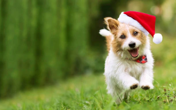 Holiday Dog Outfits