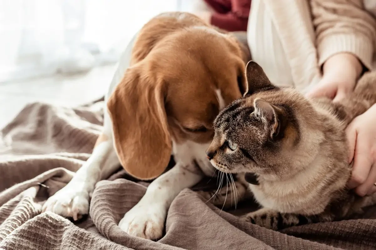 How To Cope With Losing A Dog