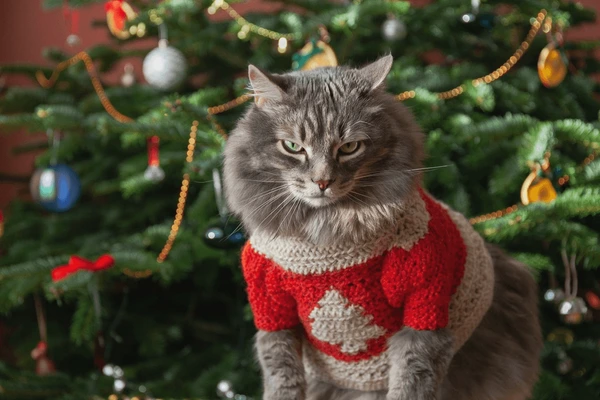 Personalized Cat Sweater