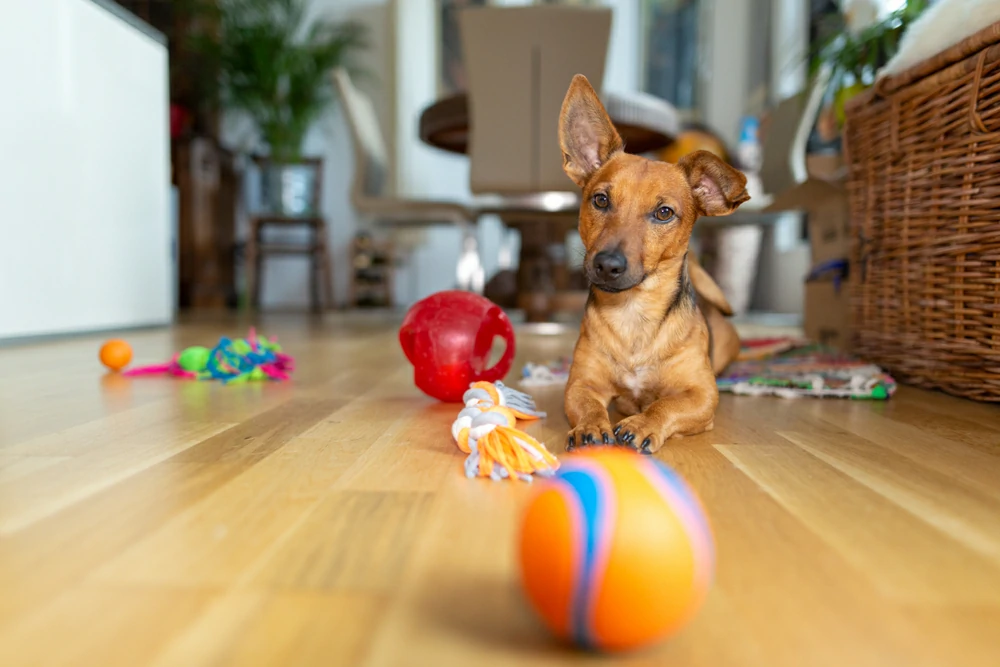Safe Dog Toys
