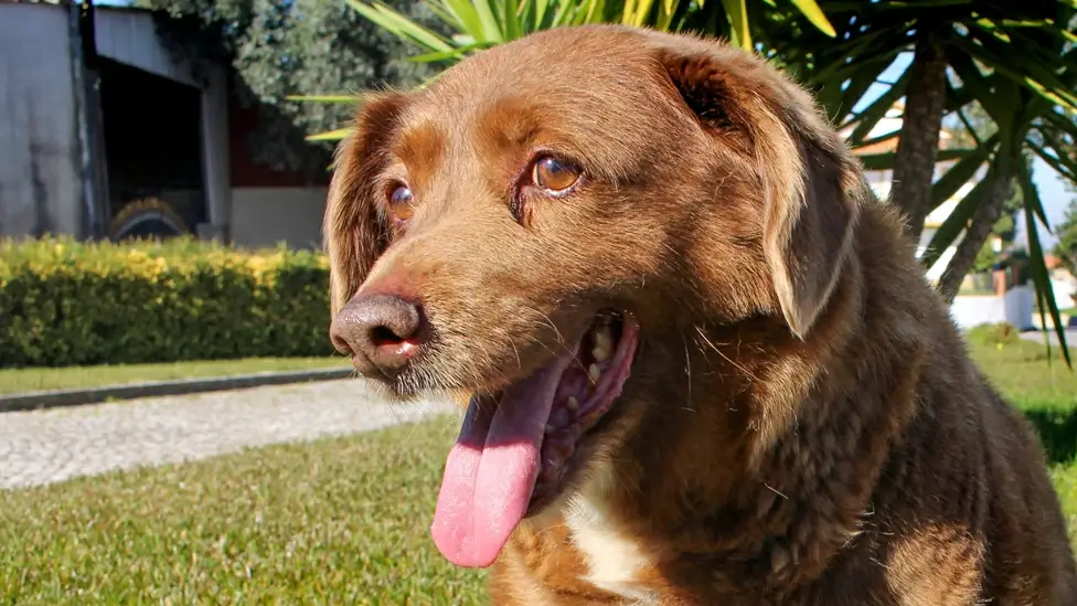 Signs Of Dying Dog