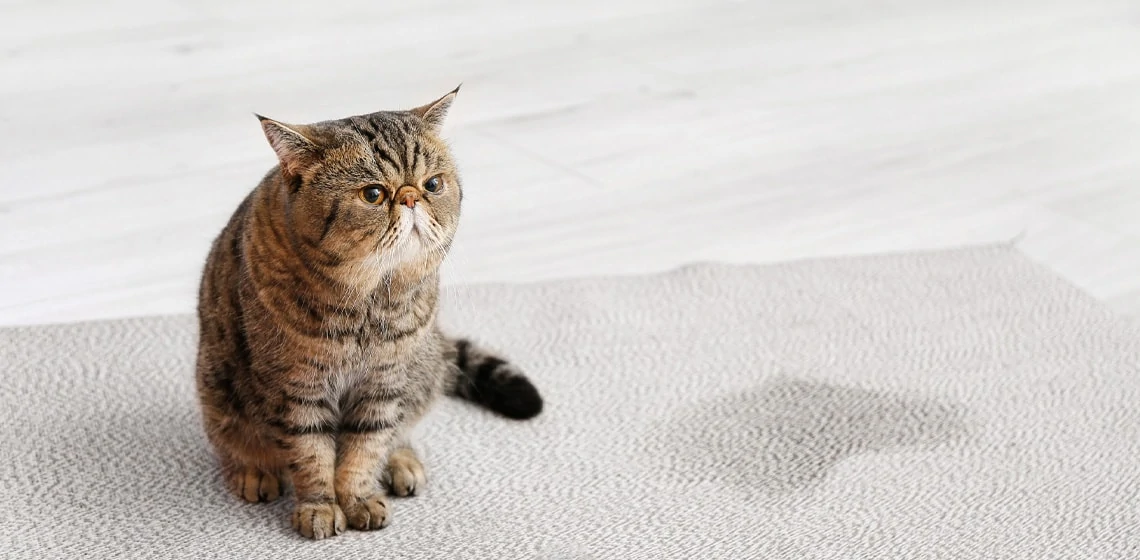Urine Odor Removal