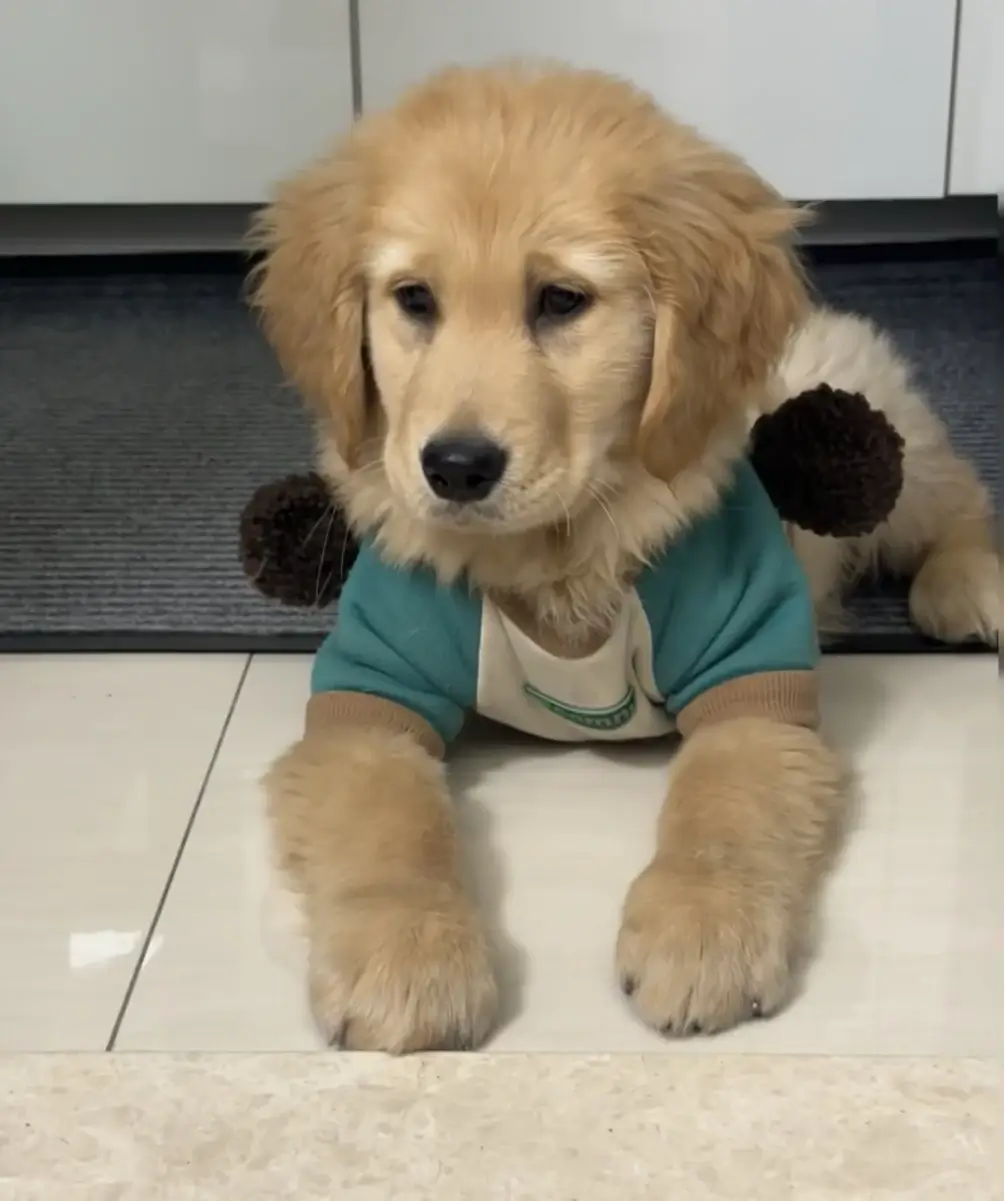 The Best Dog Breeds for First-Time Why Do Dogs Sigh