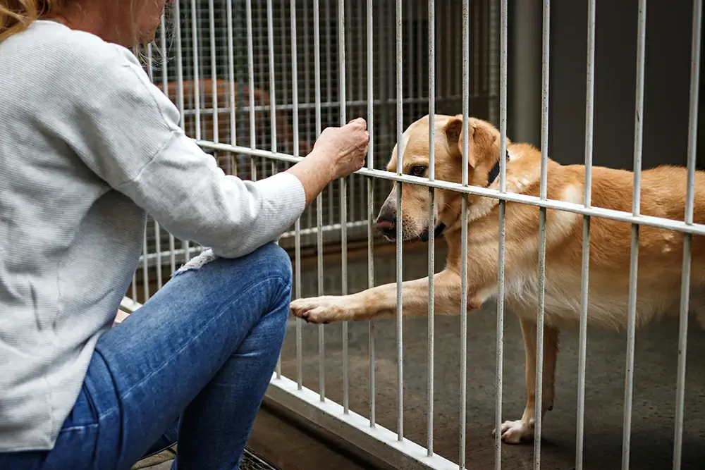 Woman Adopting Dog At The Shelter